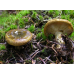 Мицелий Груздя черного / Груздь еловый черный (Lactarius necator) Мицелий Груздя черного / Груздь еловый черный (Lactarius necator)